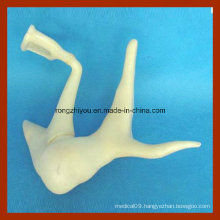 Auditory Ossicle Medical Model, Ear Model (Anatomical Model)